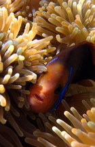 Tahaa